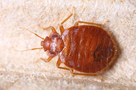 bed bugs on mattress