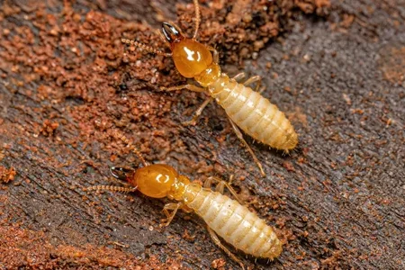 termites on wood