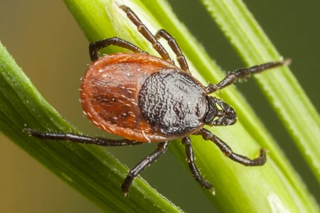 tick in grass