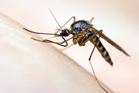 mosquito