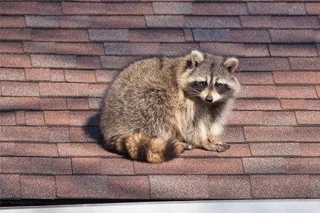 raccoon on a roof of a house