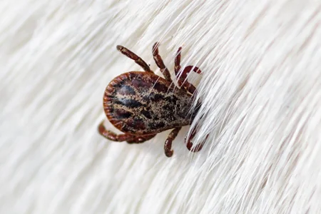 tick on dog hair