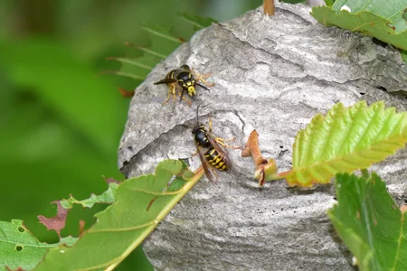 wasp nest in a tree