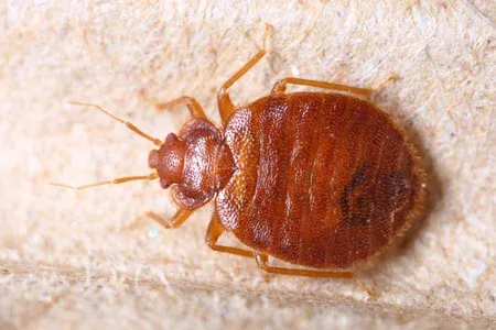 bed bugs on mattress