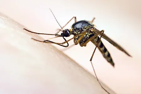 mosquito
