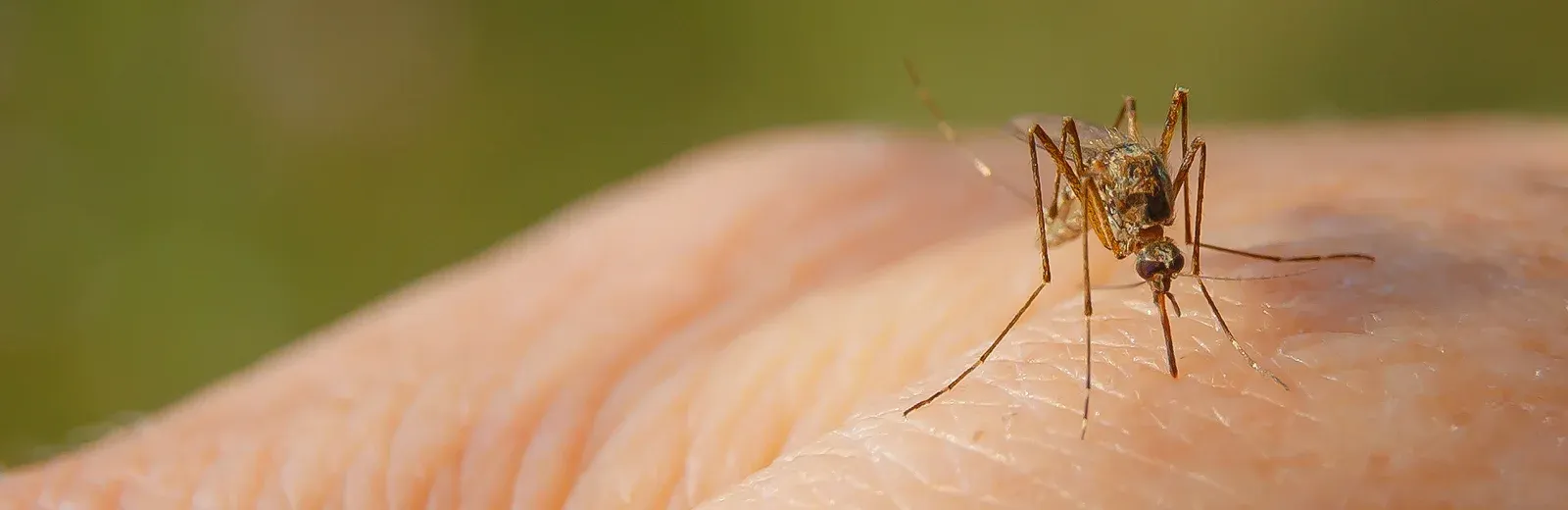 mosquito on someone's arm