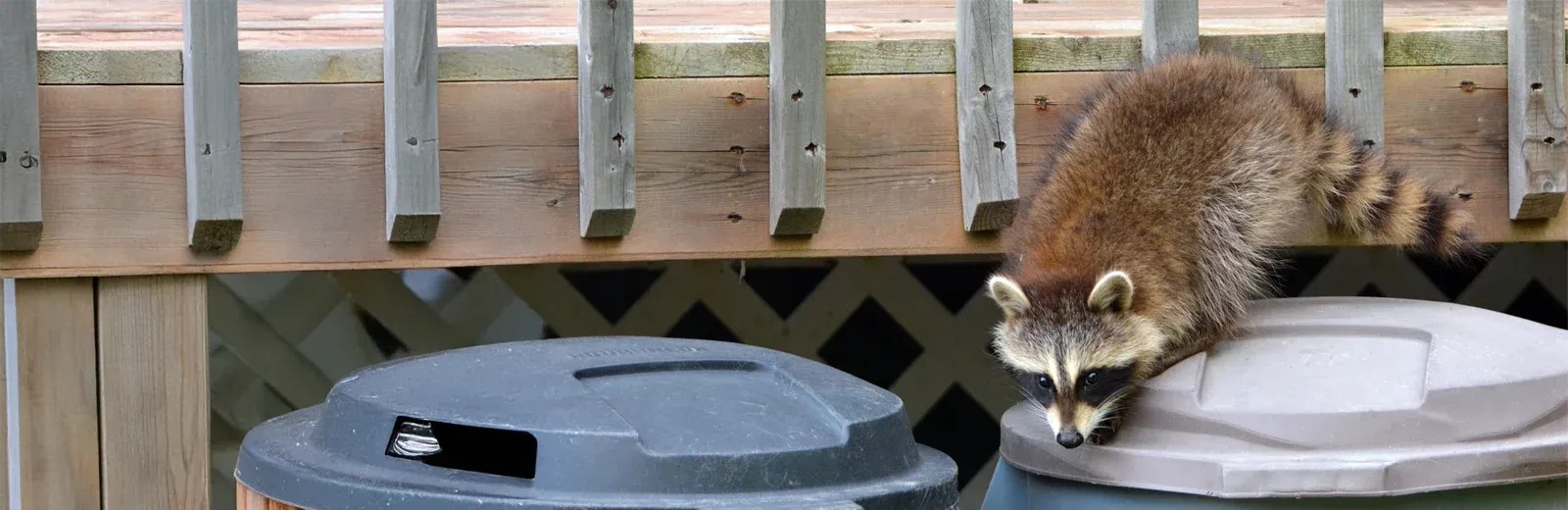 raccoon on trash cans next house