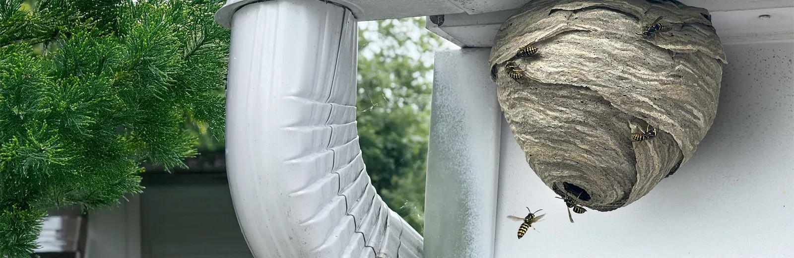 wasp nest on a house