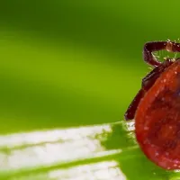 a close up image of a tick on a leaf
