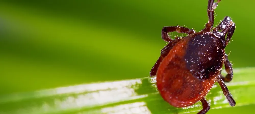 a close up image of a tick on a leaf
