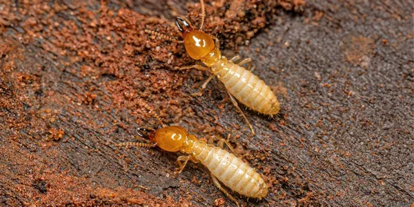 termites