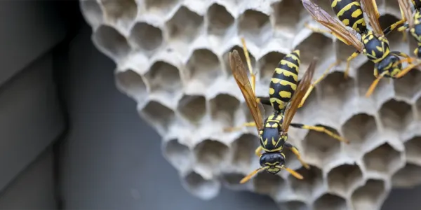 wasp nest
